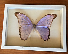 Morpho menelaus südamerika gebraucht kaufen  Mittenwalde