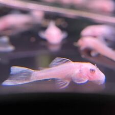 Free albino bristlenose for sale  Winchester