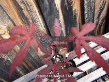 Japanese maple tree for sale  Sheridan
