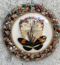 Vintage taxidermy butterfly for sale  Langhorne