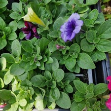 Petunia trailing mixed for sale  BRISTOL