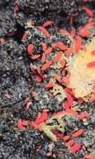 Thai red springtails for sale  BRIDGEND