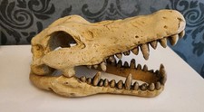 Krokodilschädel deko gebraucht kaufen  Kindsbach