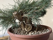 Pinus sylvestris bonsai usato  Italia
