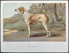 Chien billy reproduction d'occasion  Limoges-