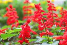 Sage red scarlet for sale  Sevierville