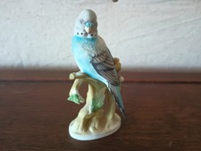 parakeets budgerigars for sale  Laramie