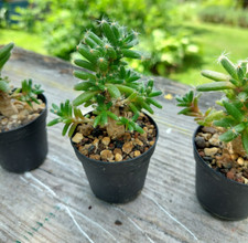 Trichodiadema densum wüstenro gebraucht kaufen  Berlin