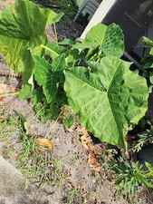 Elephant ear live for sale  Port Saint Lucie