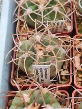 Gymnocalycium nigriareolatum r for sale  Shipping to Ireland