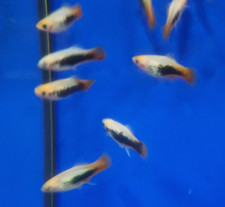 Platy fry for sale  GRAYS