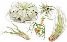 Tillandsia air plants for sale  Saint Augustine