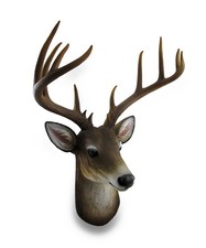 Point buck deer for sale  Winter Springs