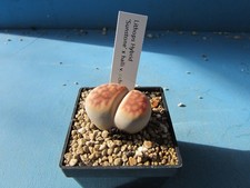 Lithops hybrid sunstone for sale  HALESOWEN