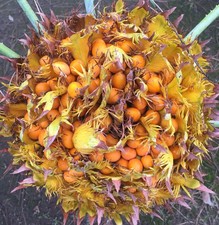 Cycas siamensis cycad usato  Napoli