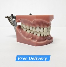 Columbia dental dentoform for sale  Bolingbrook
