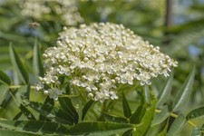 Sorbus burka eberesche gebraucht kaufen  Westerstede