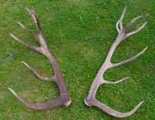 Abwurfstangen rothirschgeweih  gebraucht kaufen  Osterode