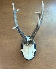 Roe deer european for sale  Louisville