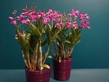 Rare dendrobium berry for sale  SOUTHAMPTON