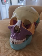 Vintage human skull for sale  POOLE