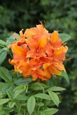 Rhododendron goldflamme azalee gebraucht kaufen  Westerstede