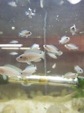 Neolamprologus multifasciatus  for sale  Hercules