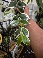 hoya gracilis plant for sale hoya gracilis plant for sale EDINBURGH
