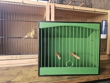 British bird finch for sale  CHICHESTER