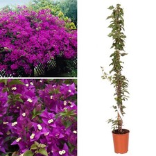 Bougainvillea standard patio for sale  LIVERPOOL