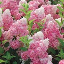 Vanilla strawberry hydrangea for sale  Milton Freewater