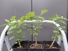 Hawthorn starter bonsai for sale  LIVERPOOL