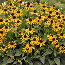 Rudbeckia little goldstar for sale  UK