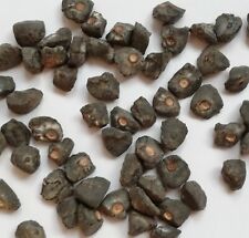 Samen musa sikkimensis gebraucht kaufen  Eisingen