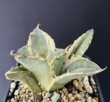 Agave titanota white d'occasion Agave titanota white d'occasion  Aire-sur-l'Adour