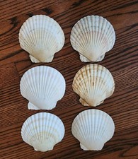 Scallop shell serving for sale  Huntington