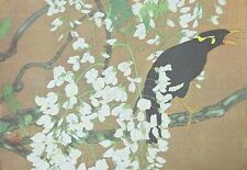 mynah bird for sale  OSWESTRY