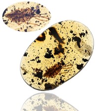 Fulgoroidea genuine fossil for sale  WALSALL