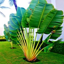 tree paradise plants bird for sale tree paradise plants bird for sale Lincolnton