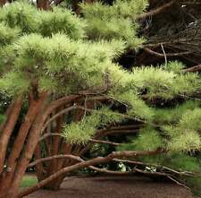 Pinus densiflora var. usato  Napoli