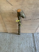 Blackthorn shillelagh unseason for sale  SOUTH MOLTON