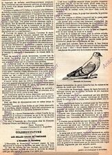 Nuremberg swallow swallow d'occasion  Expédié en Belgium