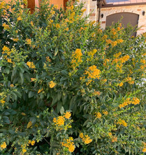 Orange zest jasmine for sale  Hudson