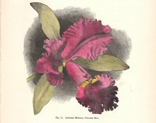 Orchidea cattleya mendeli usato  Lecco