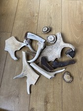 Wild antler dog for sale  LONDON