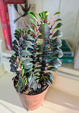 Euphorbia trigona rubra for sale  GREAT YARMOUTH