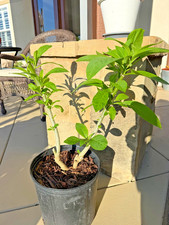 Live mature plant for sale  San Clemente
