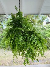 Adiantum capillus veneris for sale  Sanford
