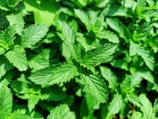 organic herbs for sale organic herbs for sale Fabius