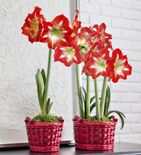 Christmas plant red for sale  NORTHWICH